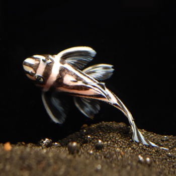 L046 Zebra-Harnischwels, Hypancistrus zebra